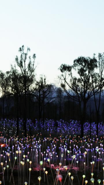 field of light
