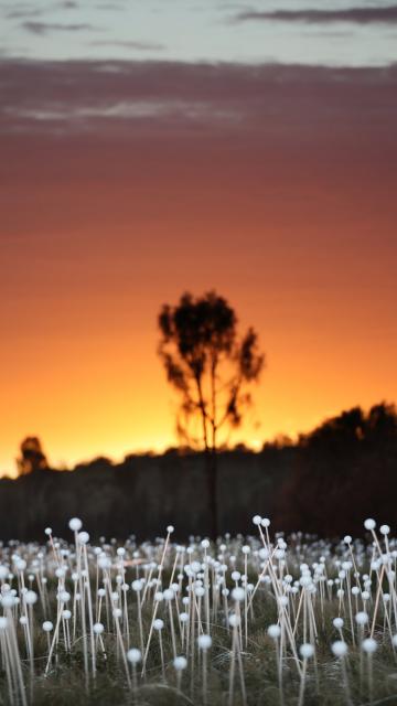 field of light at sunrise