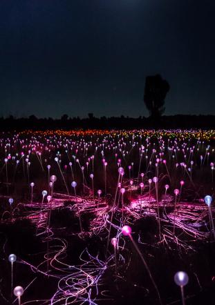 Field of Light display